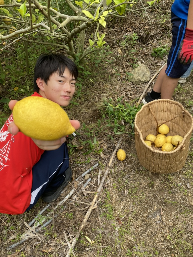 収穫した大きなレモンを見せる少年