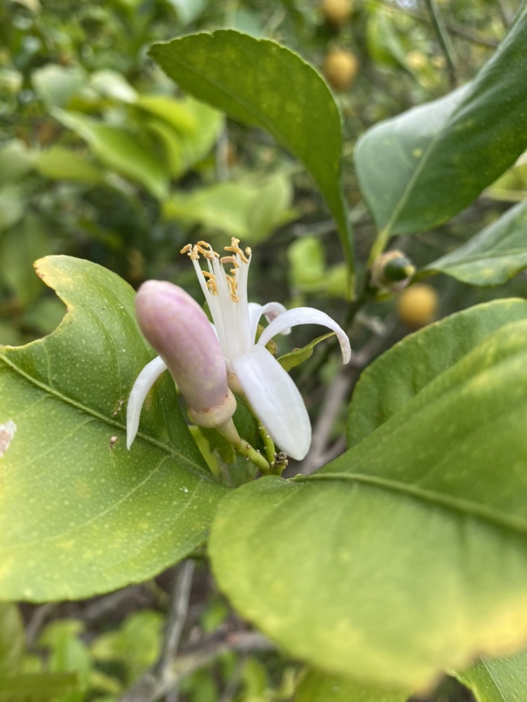 葉の間で咲く白いレモンの花