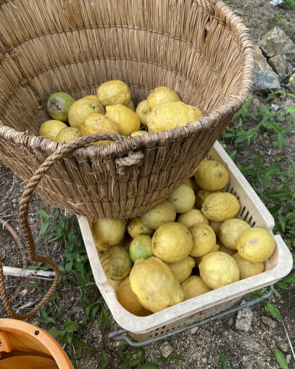 籠と箱に集めた収穫後のレモン