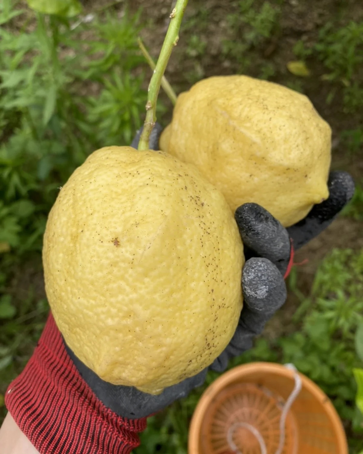 手のひらにのせた中島のレモン